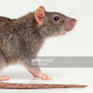 Meet your Posher, Ronan